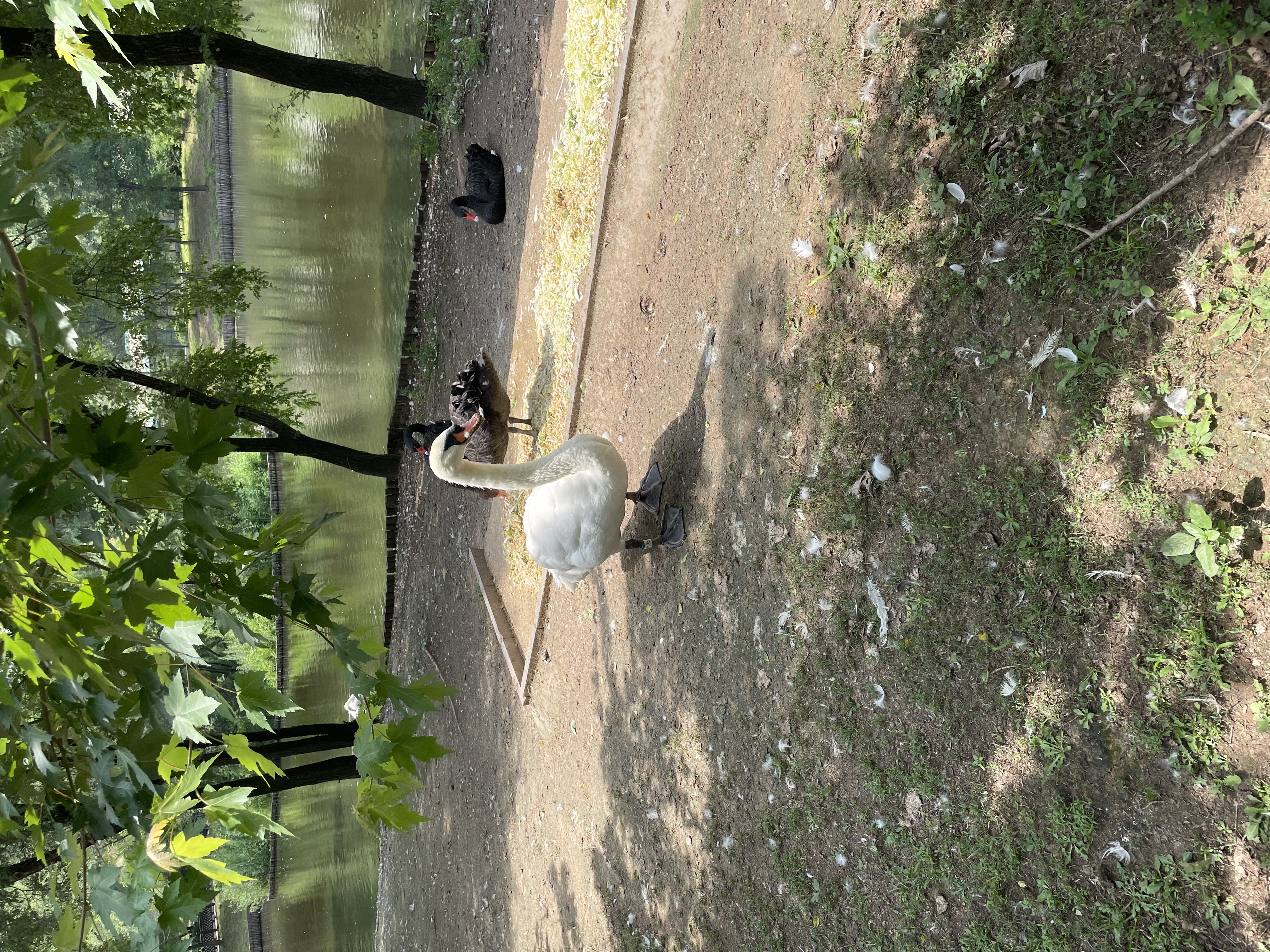 沈阳森林动物园春游,五一小长假去沈阳森林动物园游玩