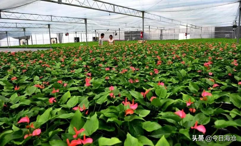 新年好,这里是海沧东孚!