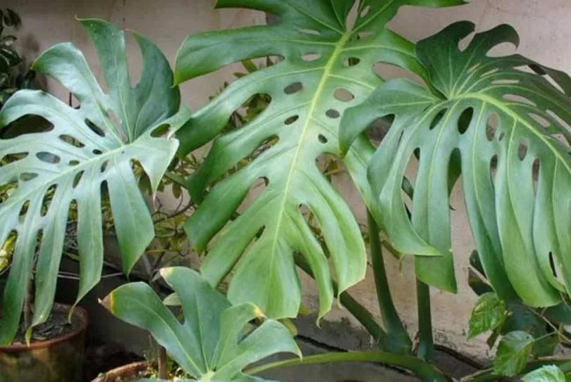 房间里湿气太重怎么办,房间湿气太重用什么除掉