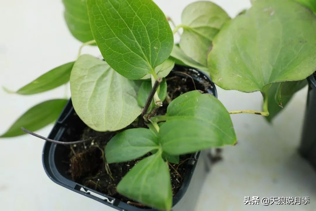 铁线莲折扣,铁线莲哪款值得入手