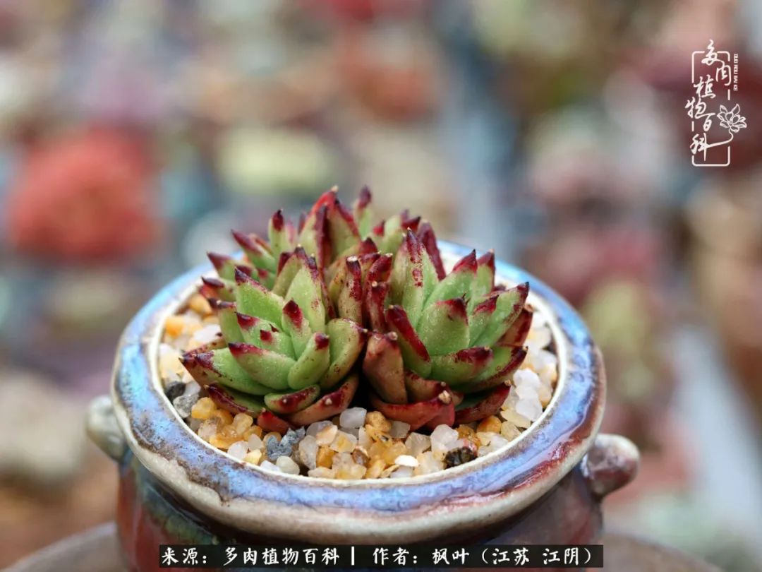 春有约,花不误,多肉与春天有个约会