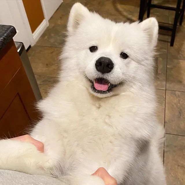 一只很乖很粘人的萨摩,萨摩粘人吗