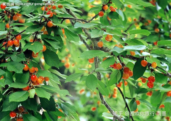 *疆新**瓜果攻略最好的季节配最美味的水果