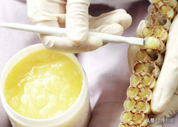 为啥3日龄内蜜蜂幼虫只吃蜂王浆？营养只是其一，还有应急作用