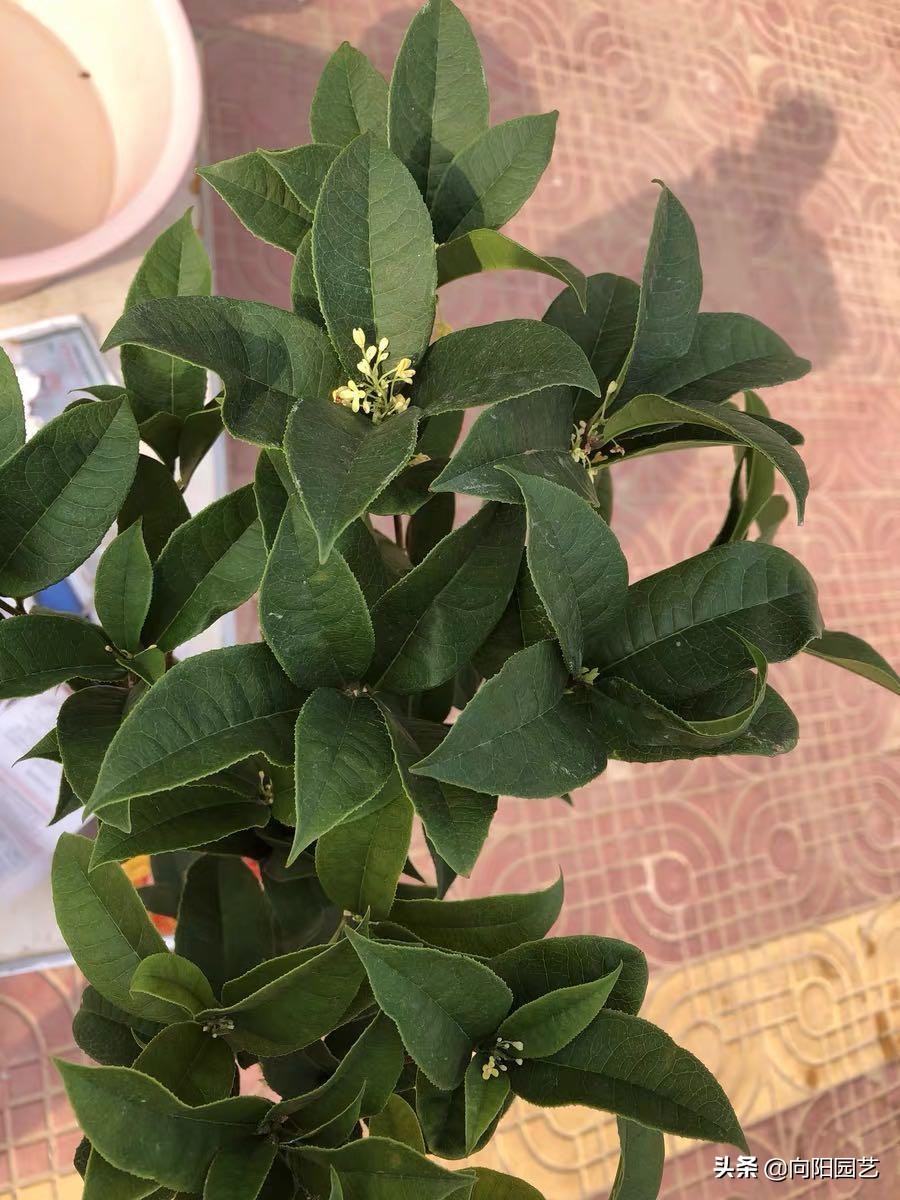 桂花用黄土还是营养土好,养了5年的花枯萎