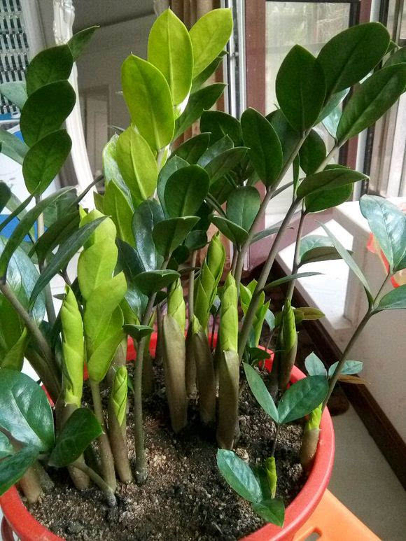 6种吉利花养在客厅里,适合家里养的吉利花