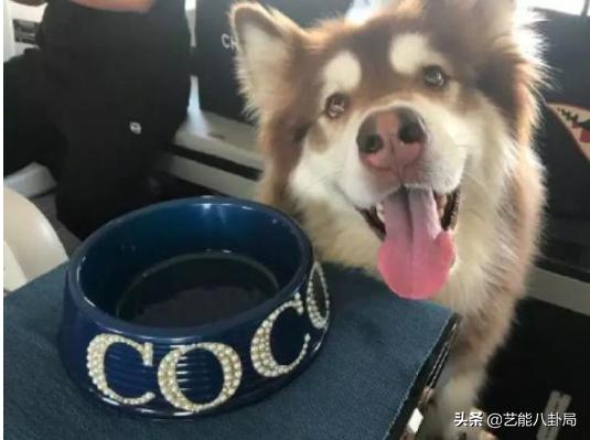 王思聪斥重金买鸭,王思聪自曝斥重金买鸭