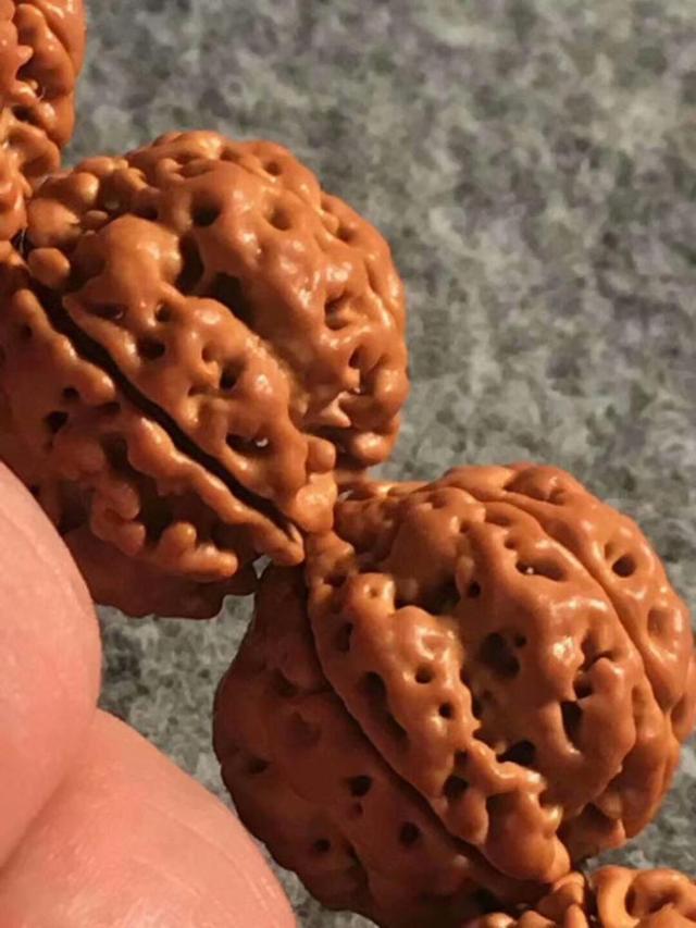 玩金刚菩提的9大误区,金刚菩提的基本知识