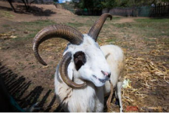 明朝皇帝迷恋丹药,明代历代皇帝感情