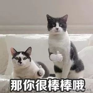 养猫这么多年你怎么连碗都摆不对 (养猫省钱妙招猫碗)