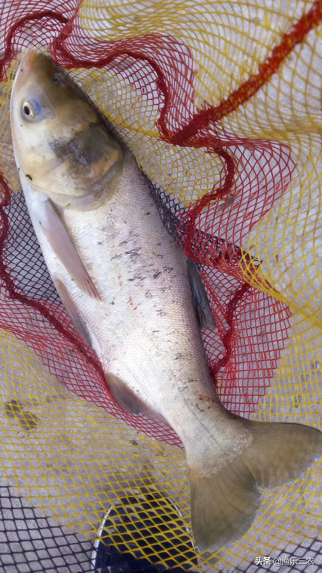 池塘养花鲢的作用,白鲢池塘养殖技术要点