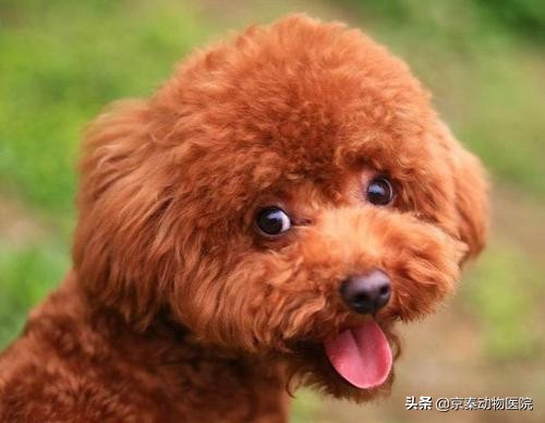 健康的泰迪犬都有哪些特别的表现,泰迪犬缺乏维生素是什么症状