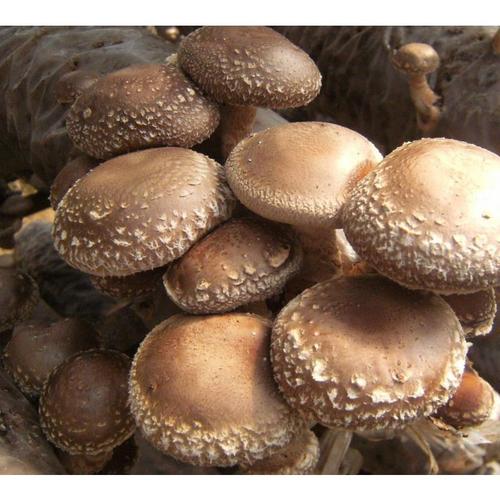 食用菌种植技术和方法,农村种植食用菌前景怎么样