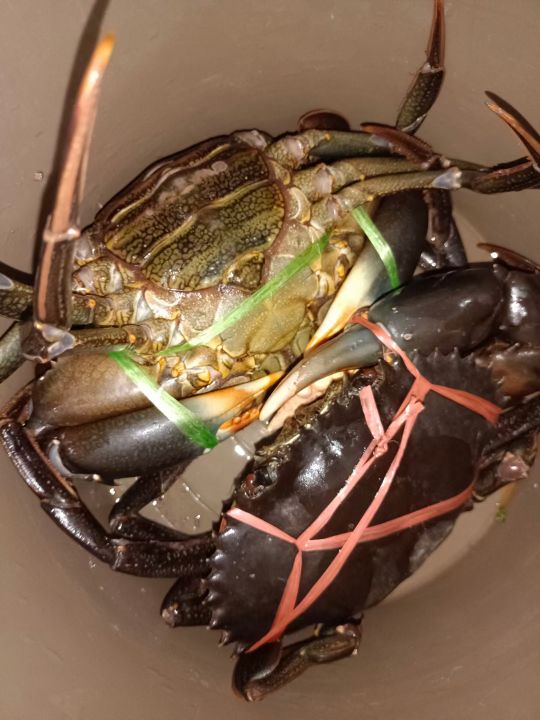 青山集团印尼纬达贝工业园区,青山集团印尼工业园区