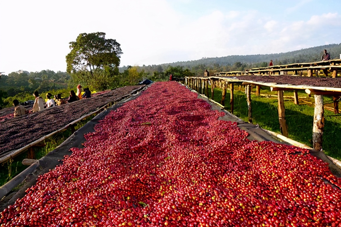传统埃塞咖啡,埃塞俄比亚耶加雪菲咖啡怎么冲泡