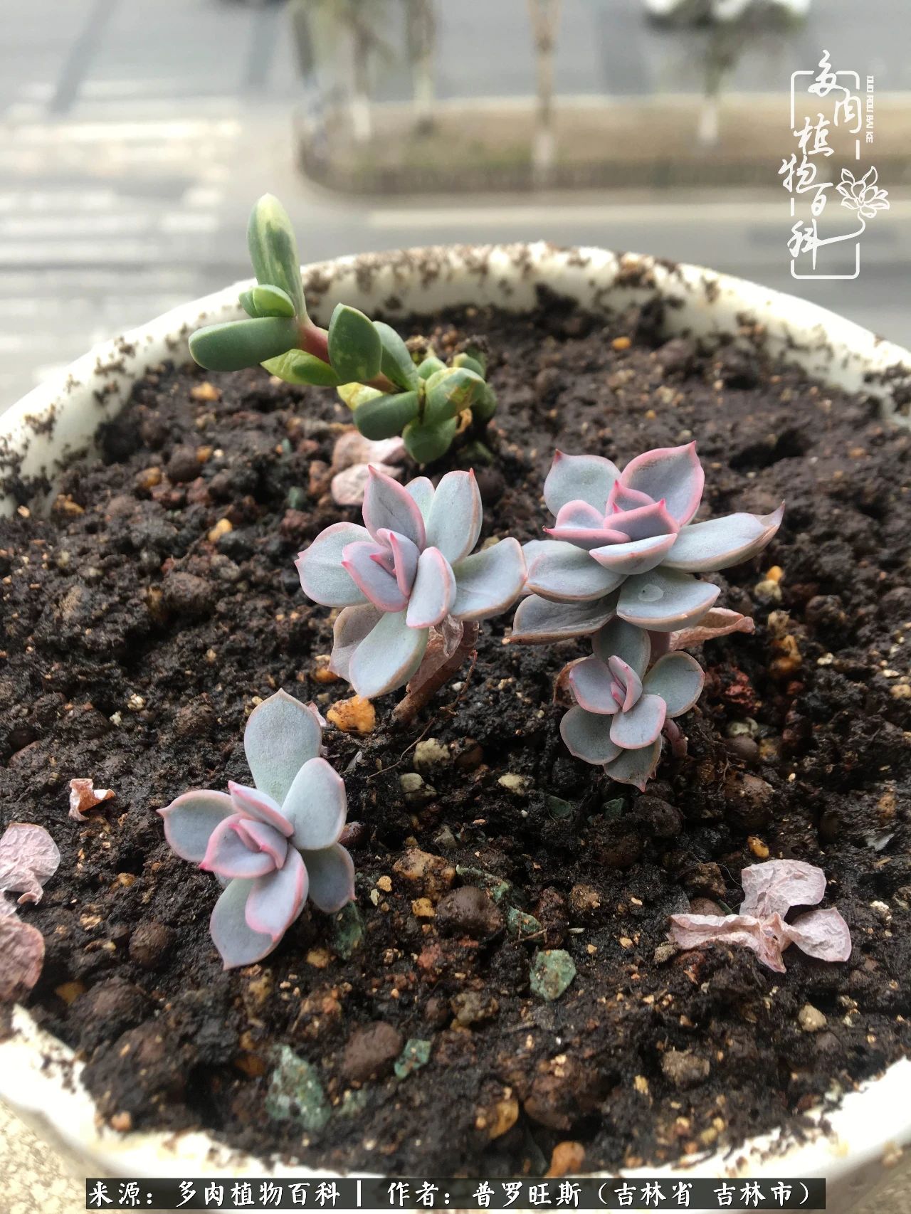 日日勤服侍，日日勤拂拭！服侍花儿，就是拂拭心灵