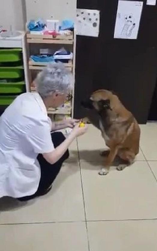 狗狗必须要赔医药费吗,狗狗生病了无法承担医药费怎么办