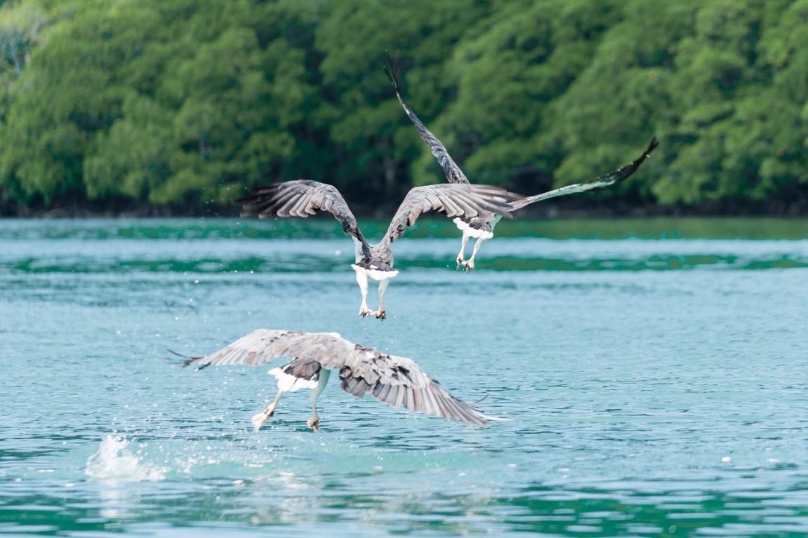 马来西亚兰卡威的鹰,鹰之岛eagleisland