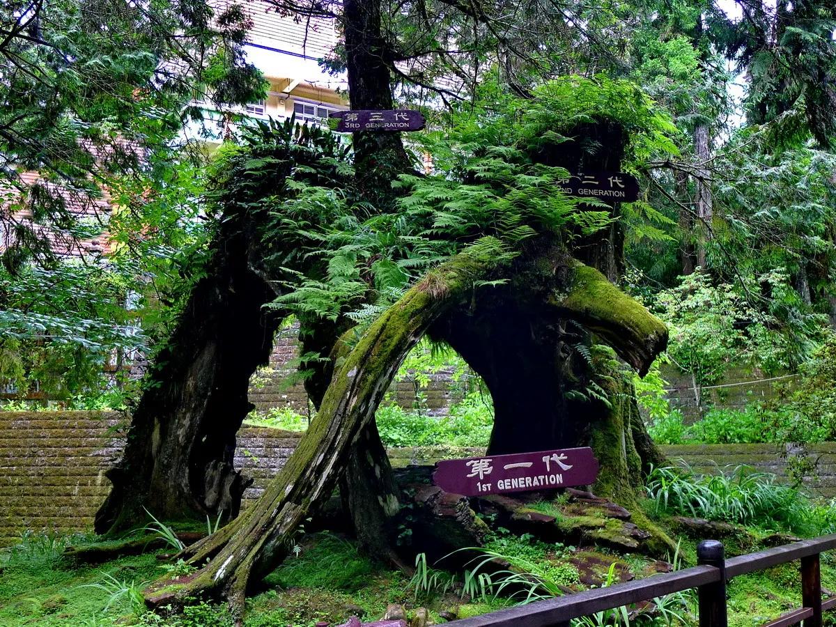 宝岛阿里山风景,山水风景台湾阿里山