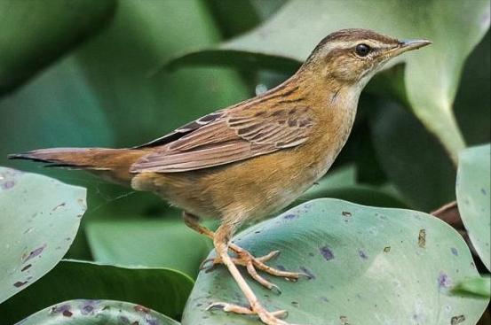 东江揽胜,惠州淡水常见鸟类图谱