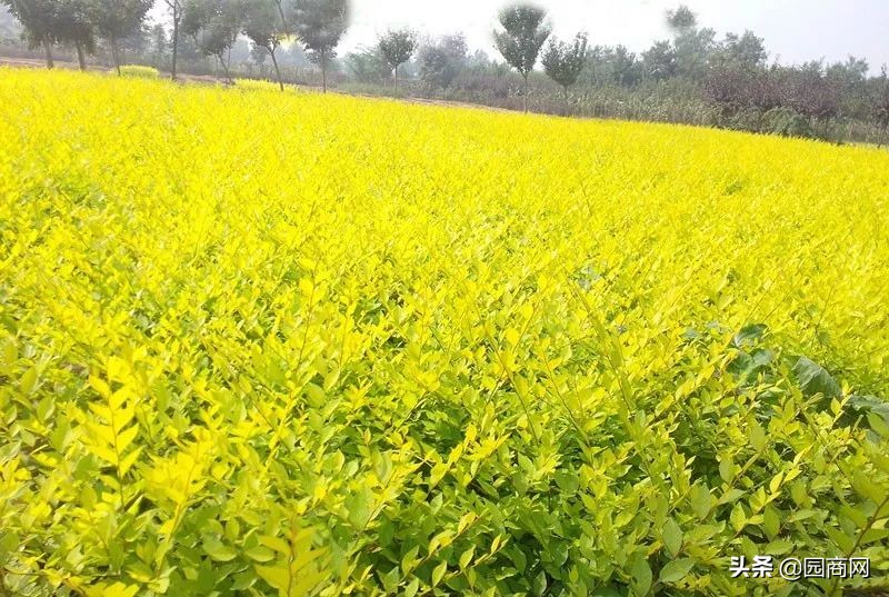 小色块苗的种植前景,色块杯苗什么品种用量大