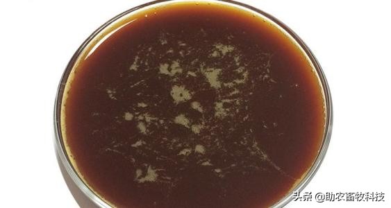 以高浓度乳酸菌为主的饲料发酵剂才能发酵出质量更好的发酵饲料