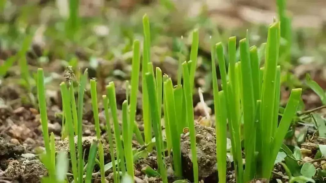 徐文兵一年四季的饮食,徐文兵饮食