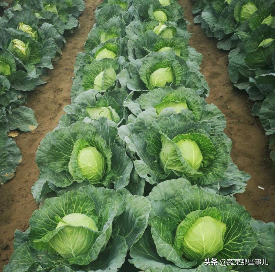 十字花科蔬菜种子,十字花科蔬菜名单