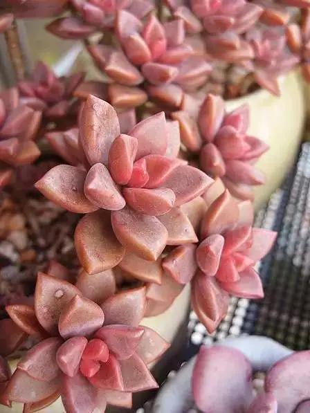 推荐轻松玩转100种常见多肉植物,700种多肉植物图鉴pdf百度云