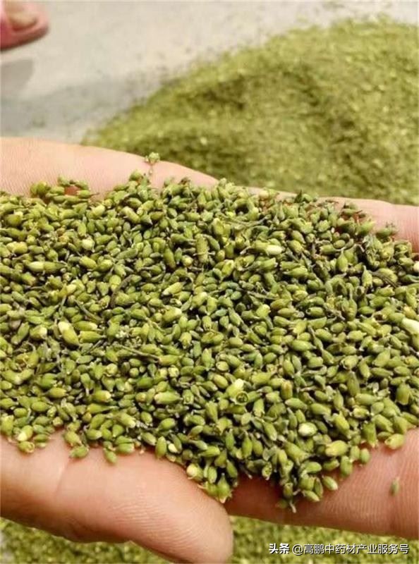 高鹏说药材：双季槐-农民增收的发财树