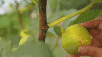 很好看又好吃的无花果,又香又甜的无花果好吃