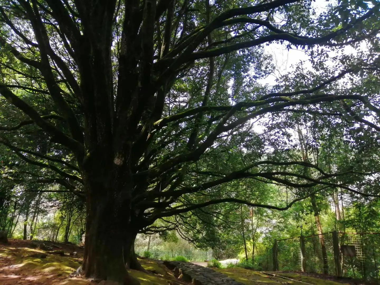 滇西滇南六日游腾冲瑞丽,我的旅行日记云南腾冲6天游