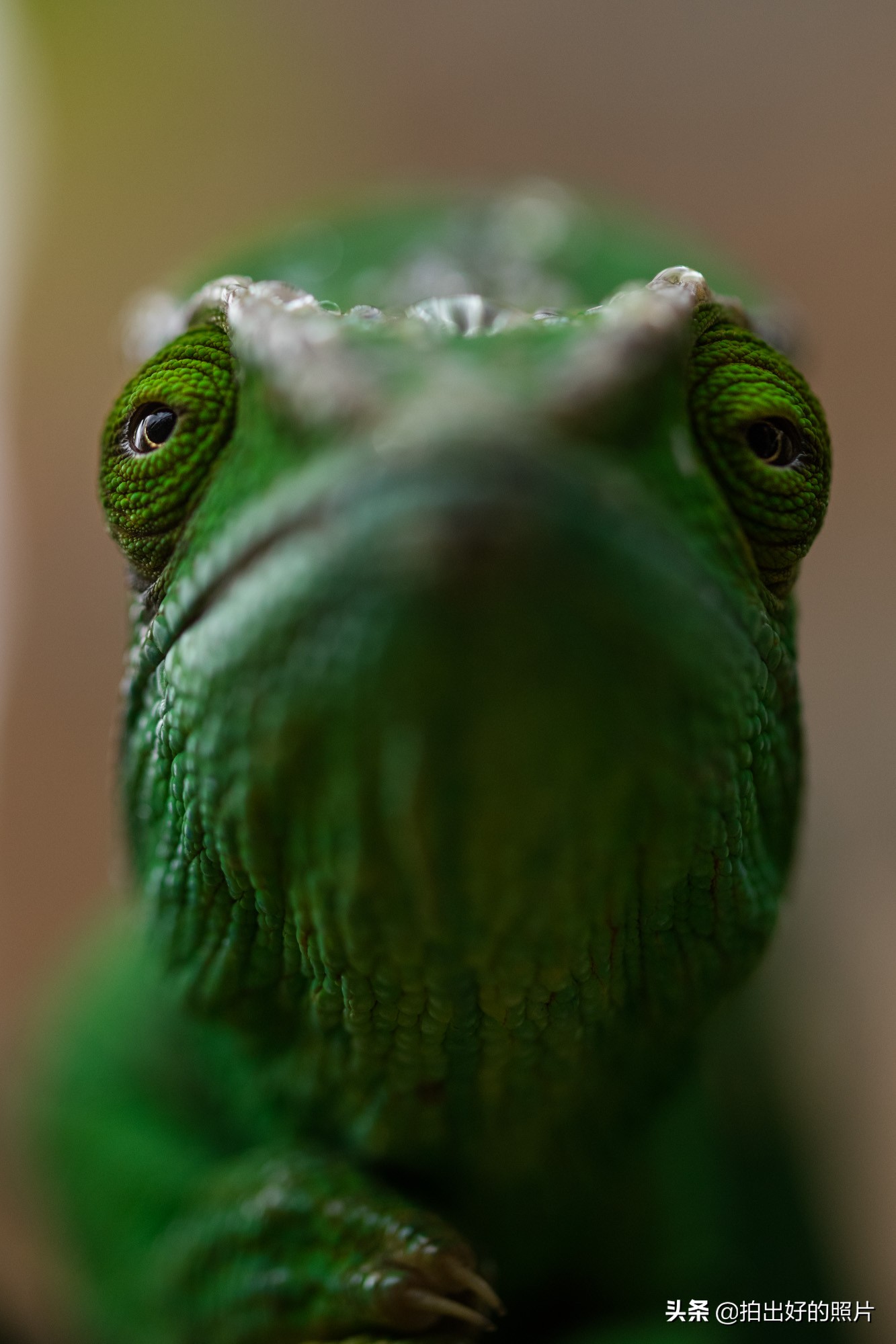 拍摄微距照片有什么技巧,微距摄影都拍什么