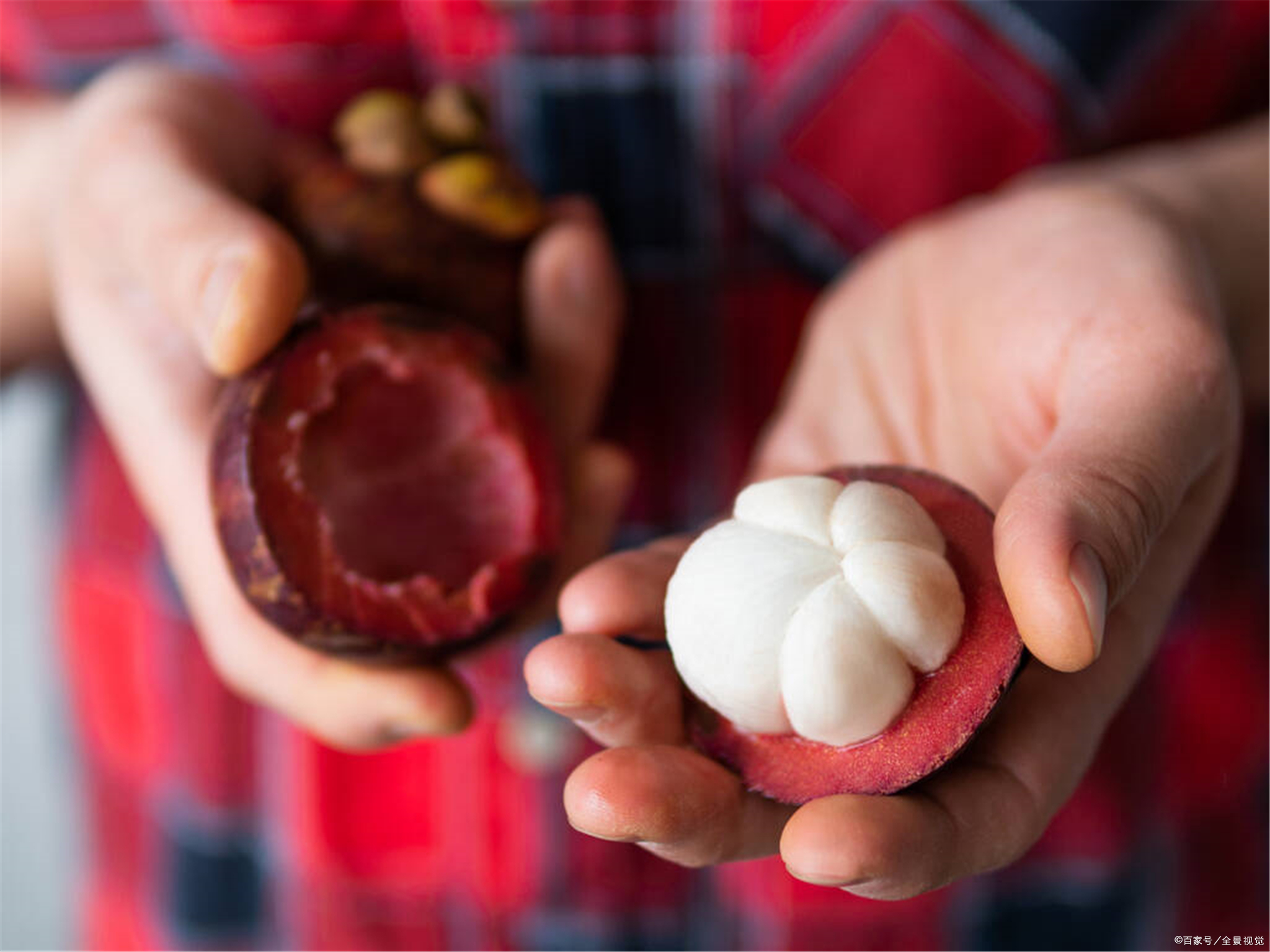 山竹产地采摘方法有哪些,山竹选购秘籍挑选一颗完美的山竹