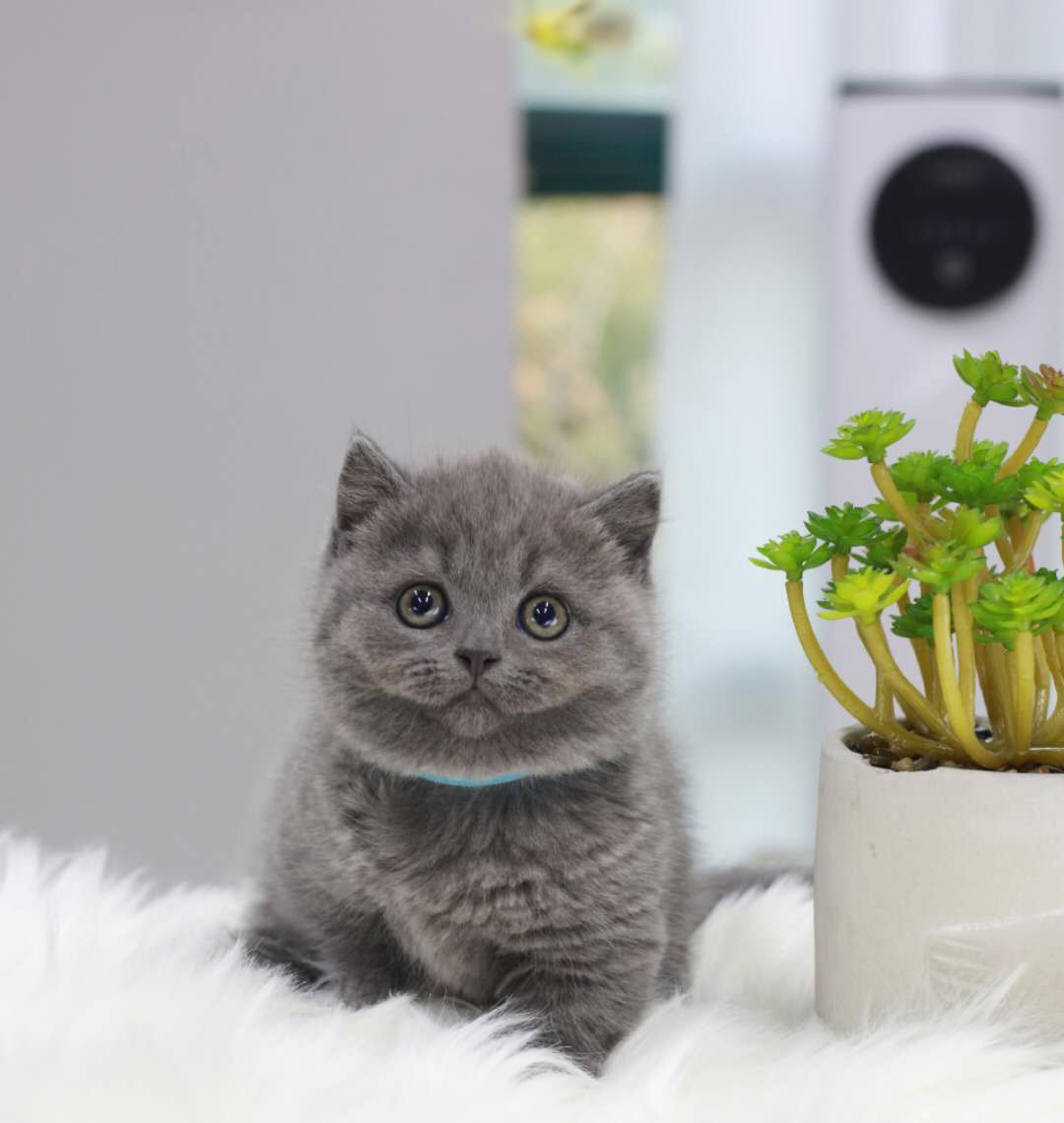 世界三大蓝猫一个比一个呆萌可爱,世界最有名的蓝猫