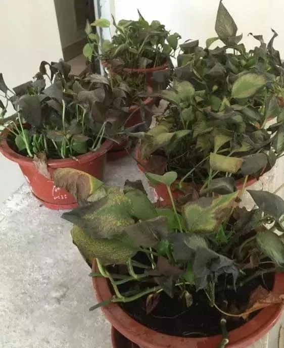 绿萝晒伤怎么补救最快,绿萝被晒伤的表现是什么怎么补救