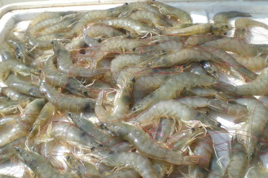 南美白对虾没有氧但是密度不厚,南美白对虾小棚养殖放苗密度