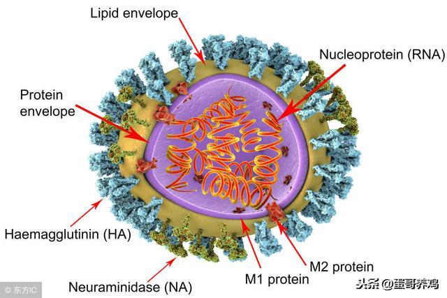 养鸡禽病指导,禽感冒的特效药