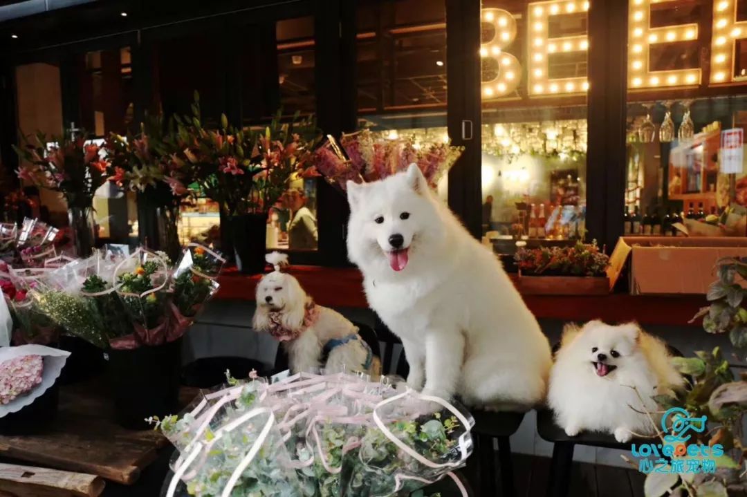 开宠物店成都哪里最好卖,成都最大宠物连锁店