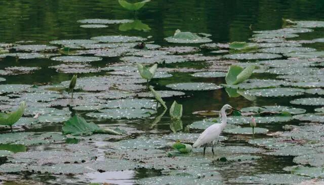 湖泊风景区推荐,深圳十大免费主题公园