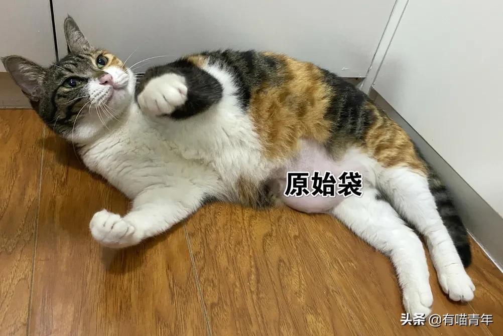 对着猫吹气会怎么样,对着猫吹烟有害吗