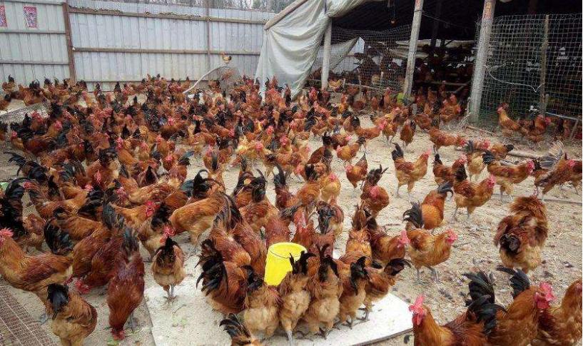 鸡群不活跃是怎么回事,鸡群反复发病怎么回事