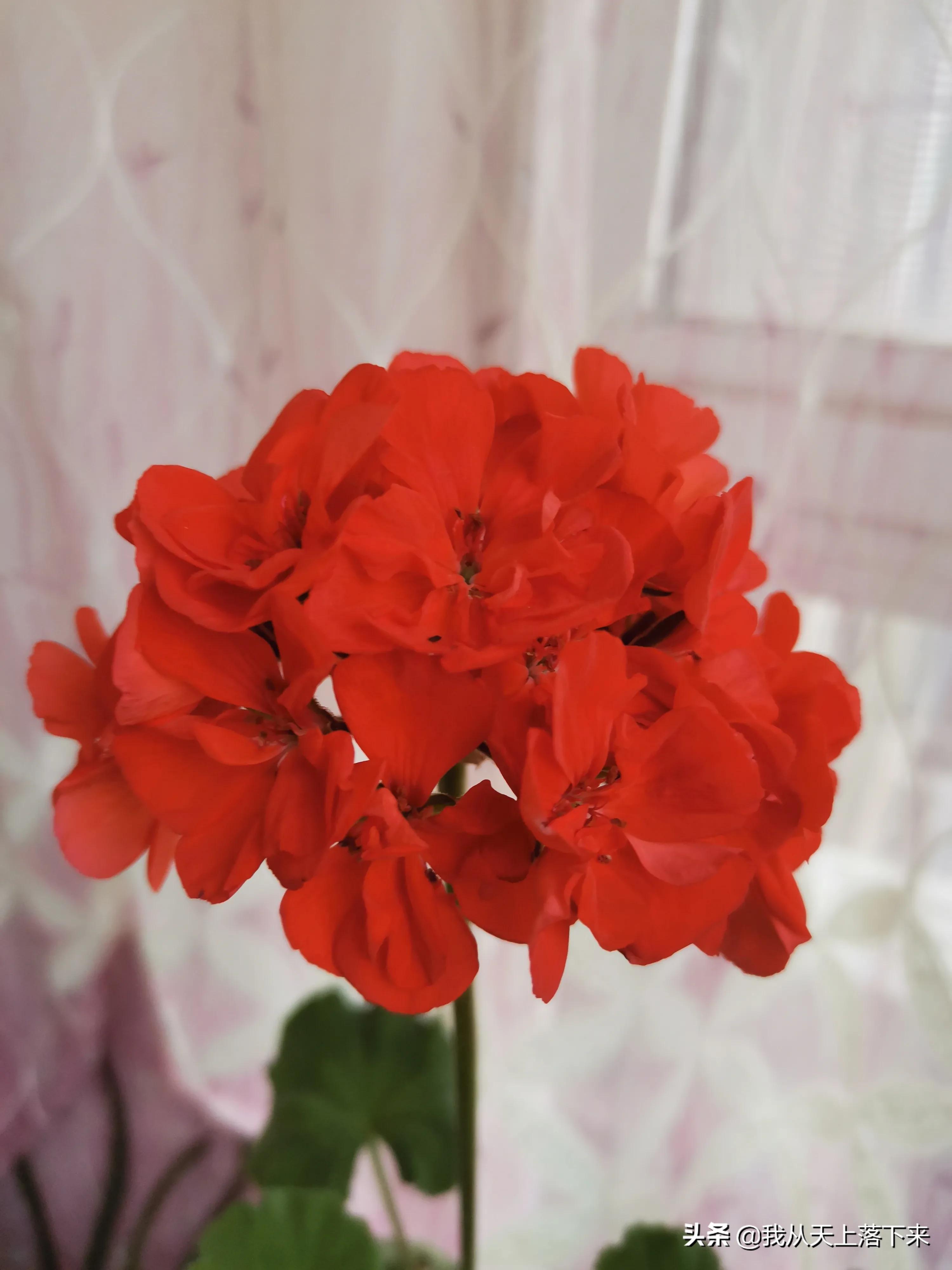 100张花朵美图,100张花图片大全