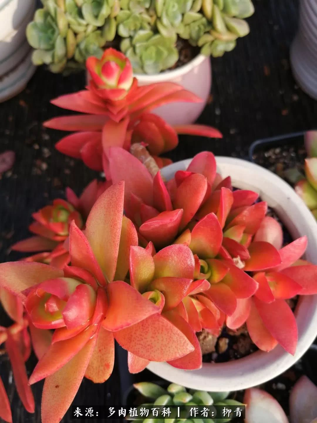 从入卡坑一个月到入卡坑三年,从入坑到现在所有品种开花图