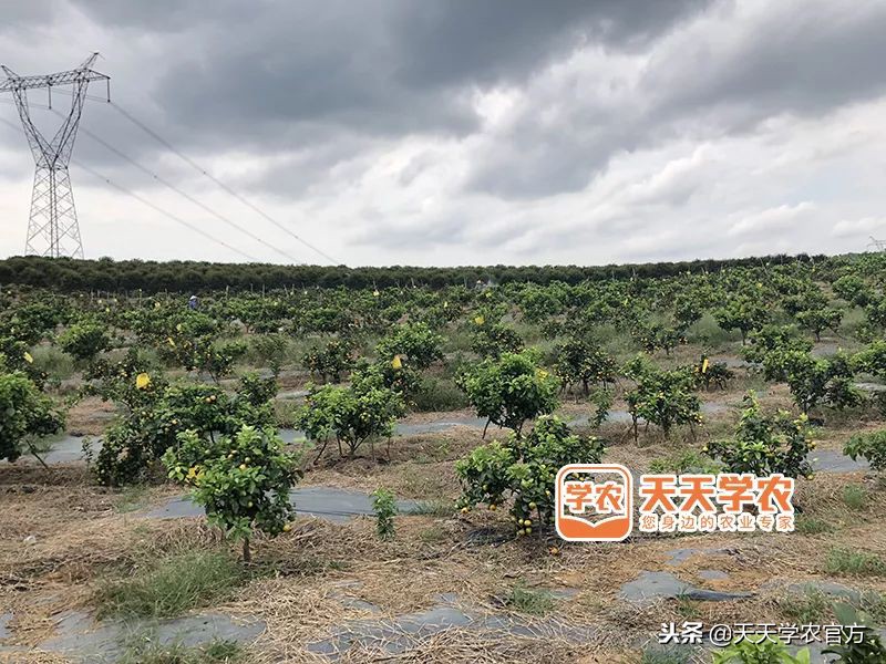 金秋砂糖桔的缺点,今年的金秋砂糖橘