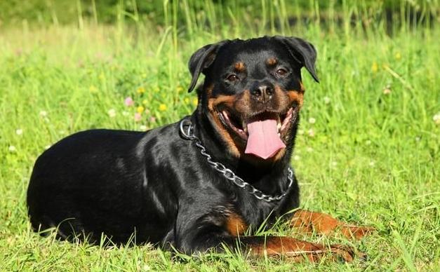 比狗厉害的宠物,比狗狗可爱的宠物