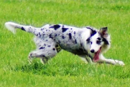 狗狗这些行为出现得越频繁越爱你,狗狗有这5种现象它是在跟你道别