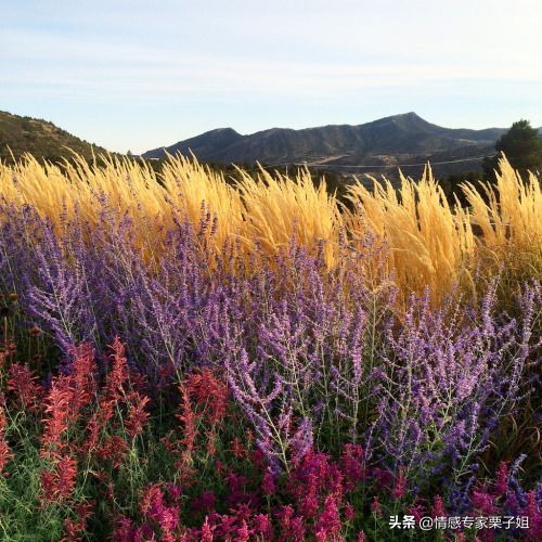 情感咨询栗子每日问答,情感咨询栗子姐
