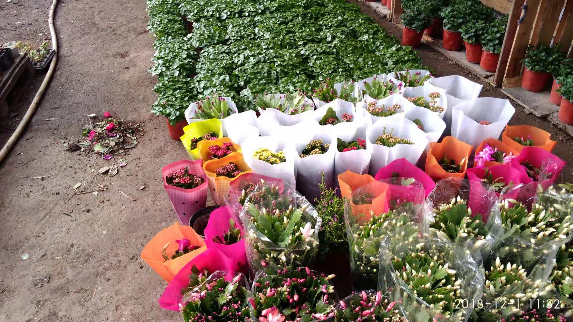 沈阳花卉市场扔花的地方,沈阳花卉市场