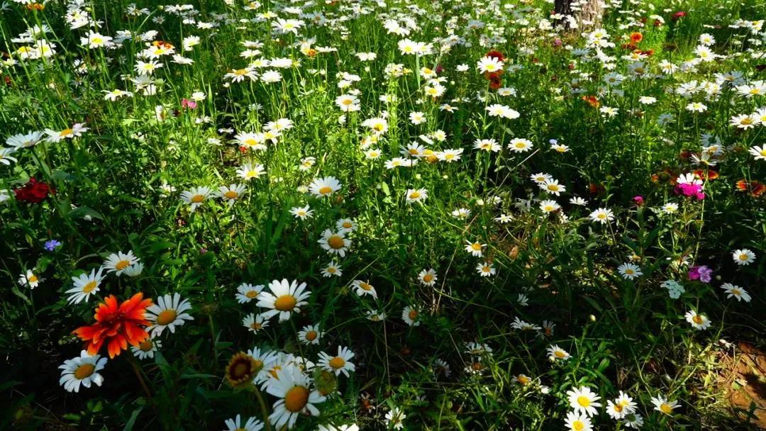 《复兴你好》第二十一期